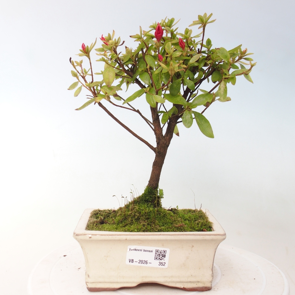 Venkovní bonsai - Japonská azalka - Azalea sp.