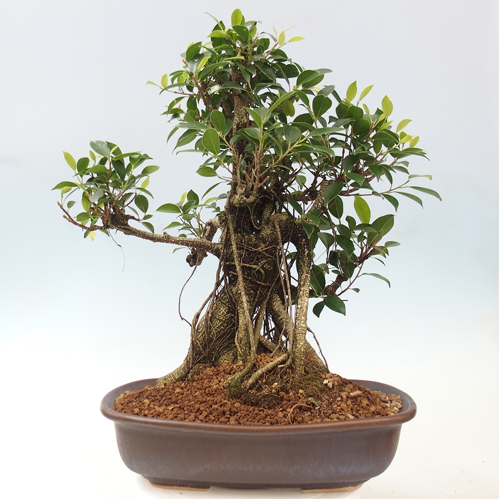 Pokojová bonsai - Ficus kimmen -  malolistý fíkus - POUZE OSOBNÍ ODBĚR nebo paletová přeprava