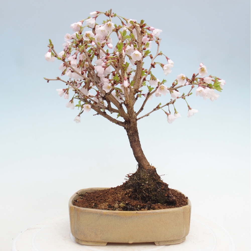 Venkovní bonsai - Prunus incisa Kojou-no mai-Slivoň vyříznutá