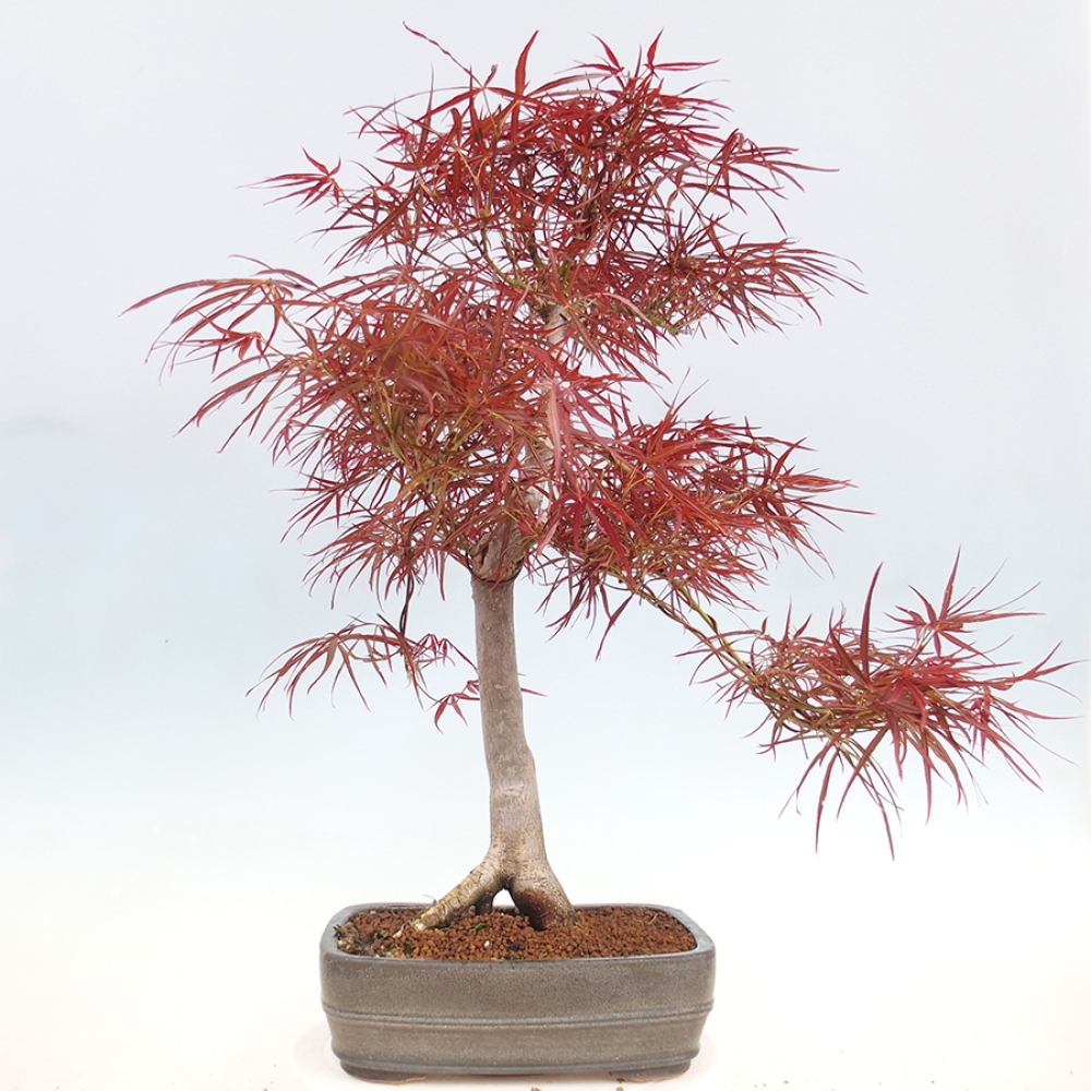 Venkovní bonsai - Javor dlanitolistý - Acer palmatum RED PYGMY