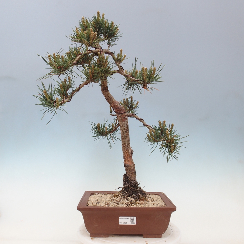 Venkovní bonsai - Pinus Sylvestris Watererri - Borovice lesní