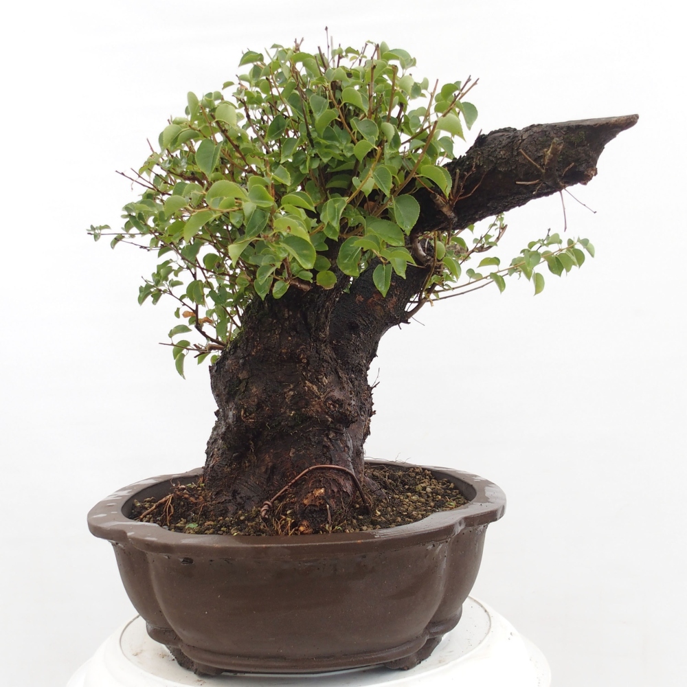 Venkovní bonsai - Mahalebka - Prunus mahaleb
