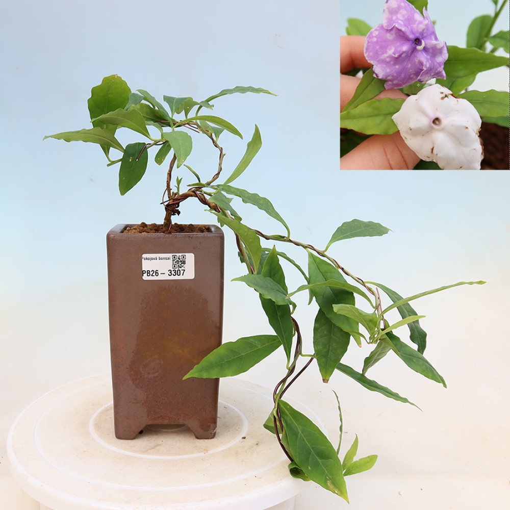 Pokojová bonsai - Tanaman melati costa - Brunfelsia