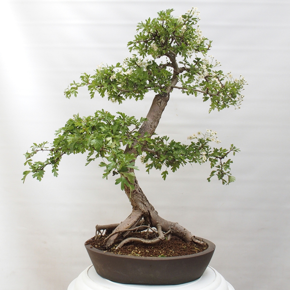 Venkovní bonsai - Hloh - Crataegus monogyna