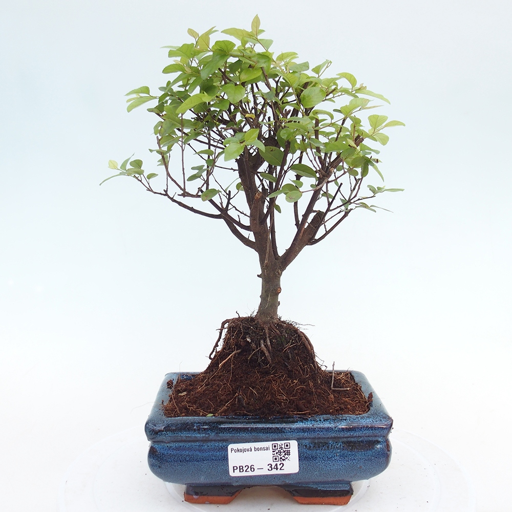 Pokojová bonsai - Sagerécie thea - Sagerécie thea