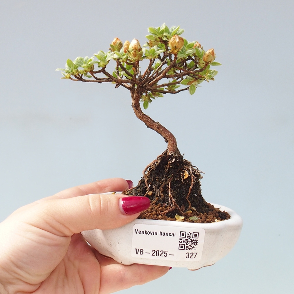 Venkovní bonsai - Rhododendron indicum - Japonská azalka