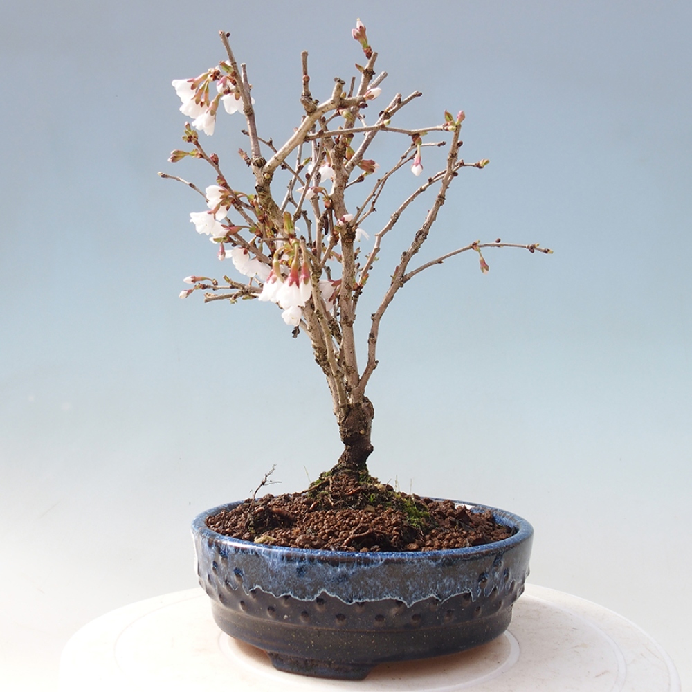 Venkovní bonsai - Prunus incisa Kojou-no mai-Slivoň vyříznutá