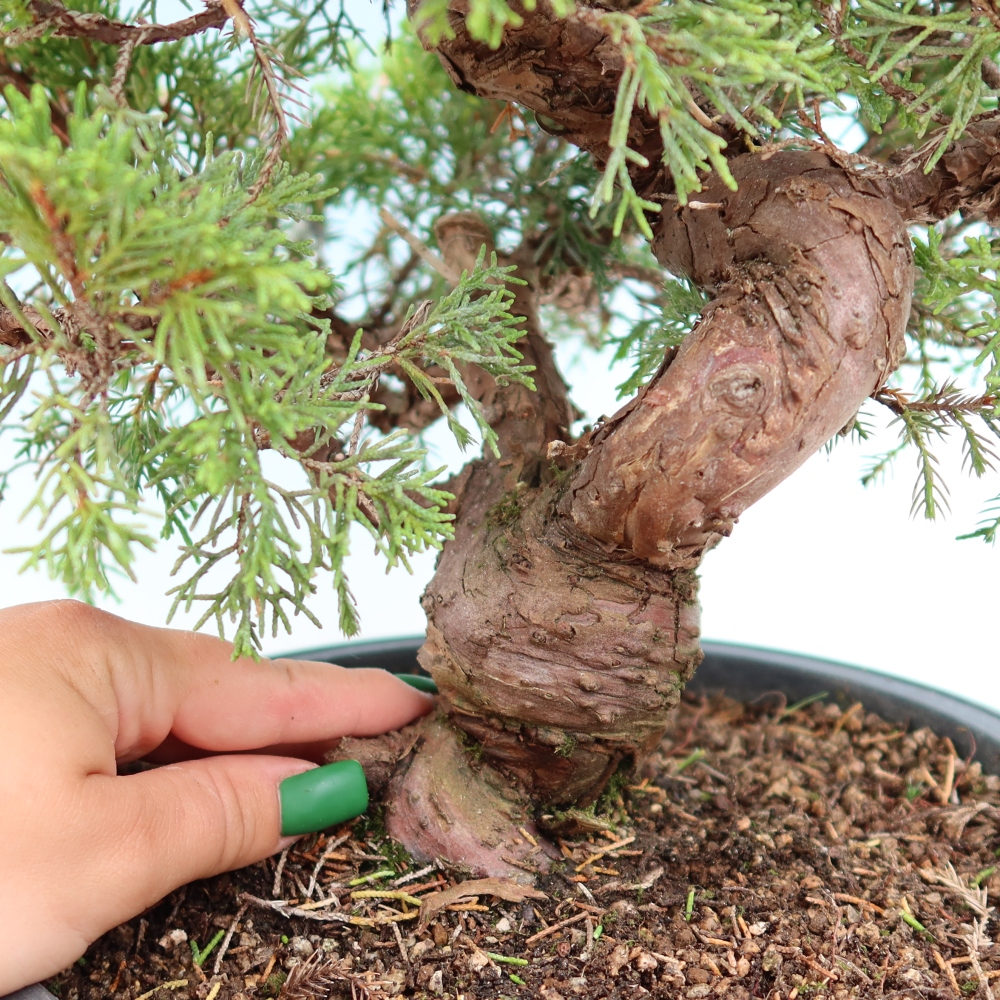 Venkovní bonsai - Juniperus chinensis Itoigawa-Jalovec čínský