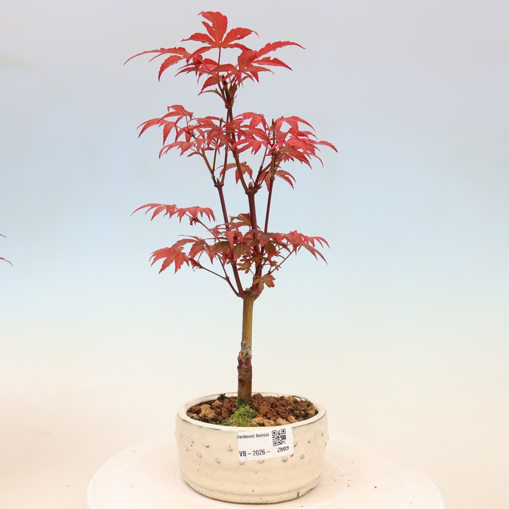 Venkovní bonsai - Acer palm. Atropurpureum-Javor dlanitolistý