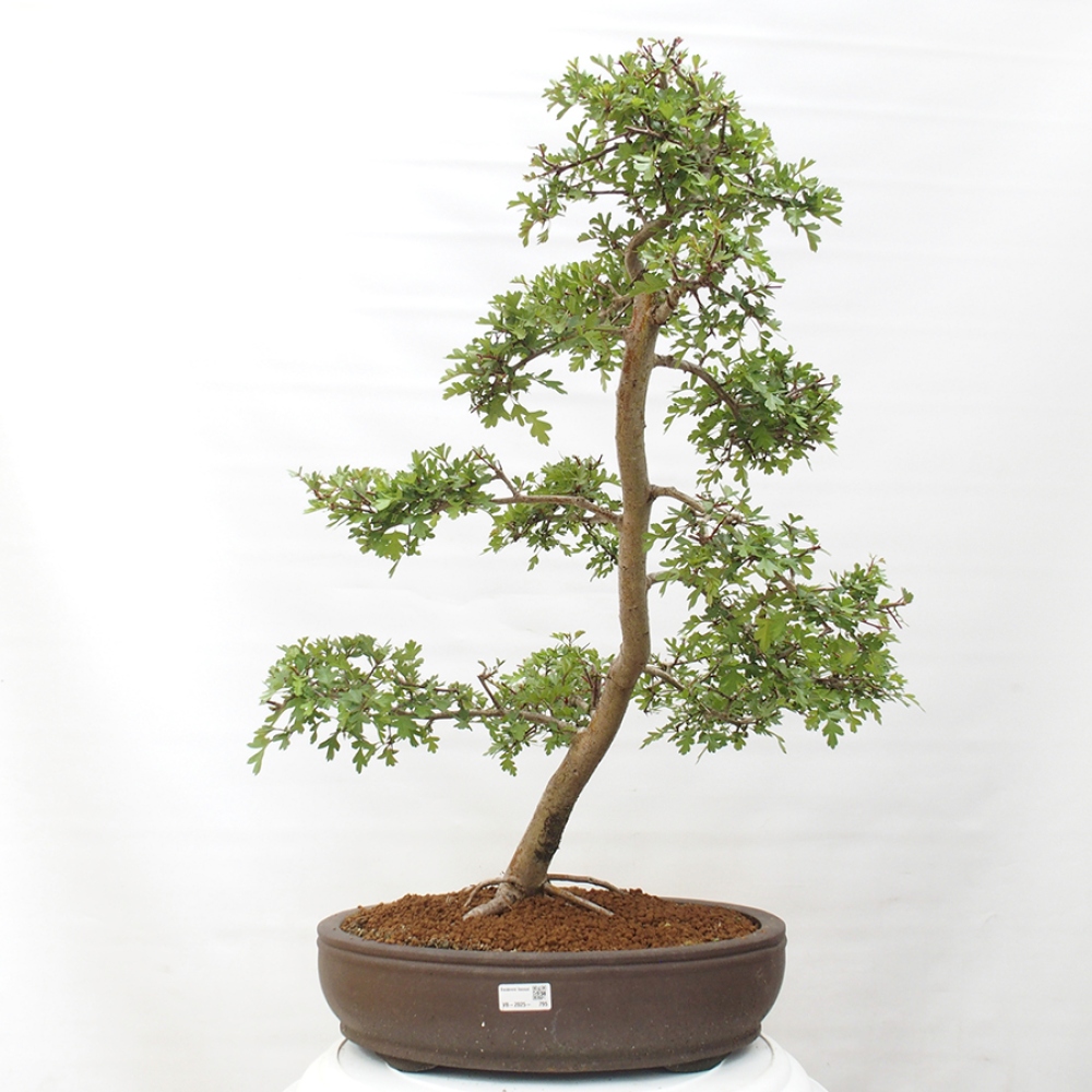 Venkovní bonsai - Hloh - Crataegus monogyna