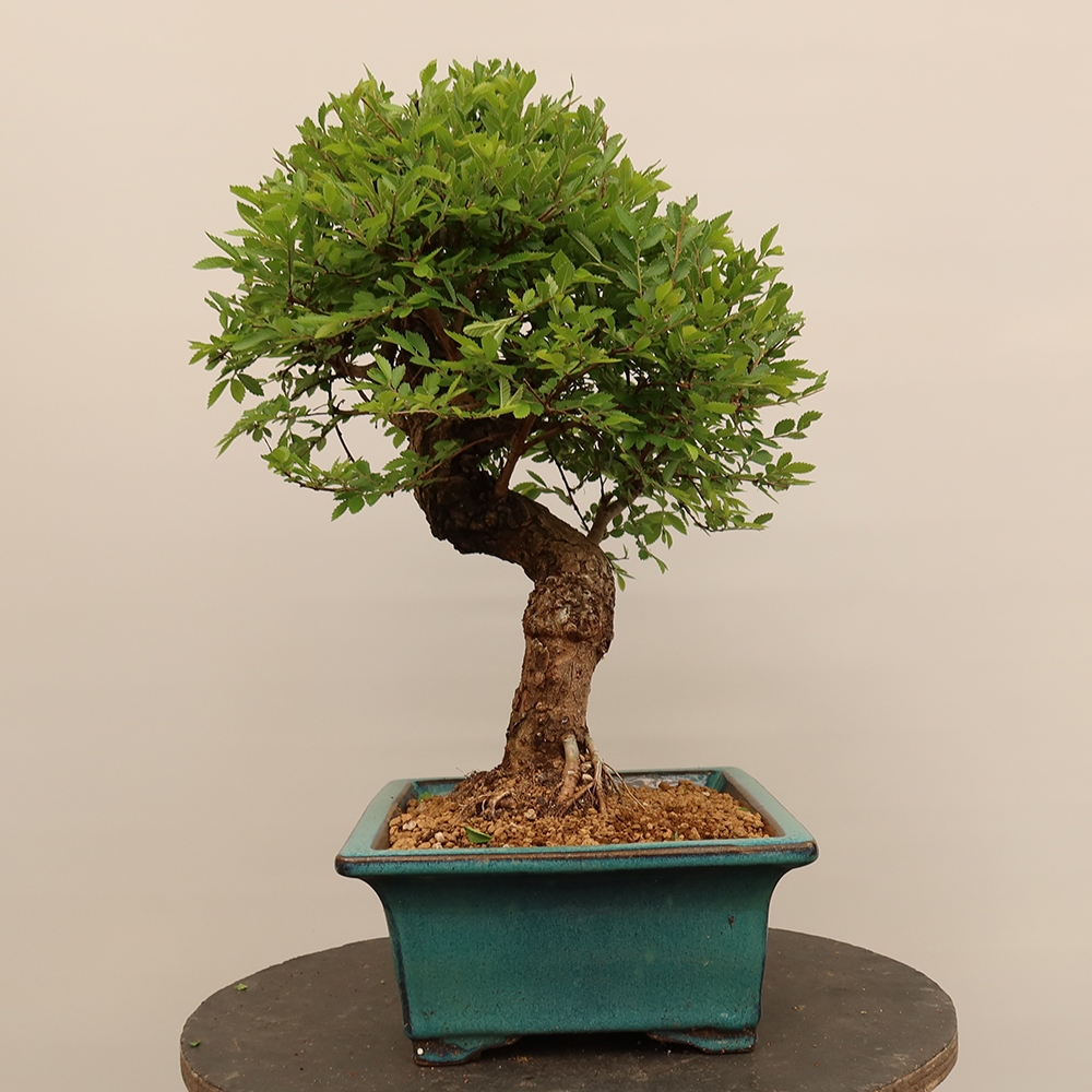 Venkovní bonsai - Zelkova - Zelkova NIRE
