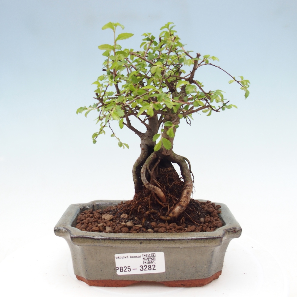 Pokojová bonsai - Ulmus parvifolia - Malolistý jilm