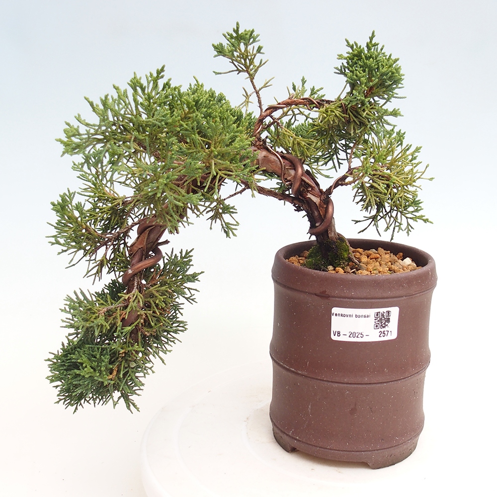 Venkovní bonsai - Juniperus chinensis Kishu -Jalovec čínský