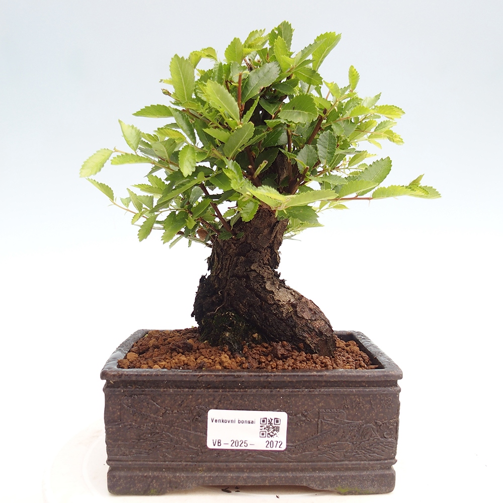 Venkovní bonsai - Zelkova - Zelkova NIRE