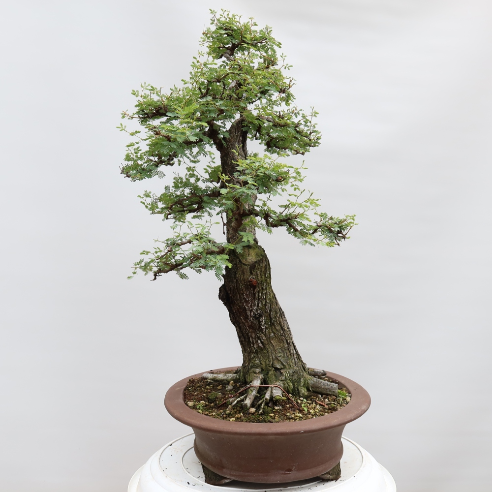 Pokojová bonsai - Akacia Arabica