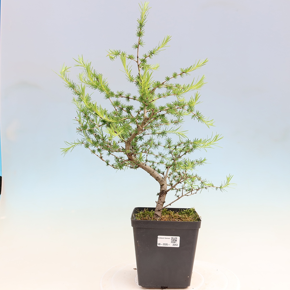 Venkovní bonsai -Larix decidua - Modřín opadavý 