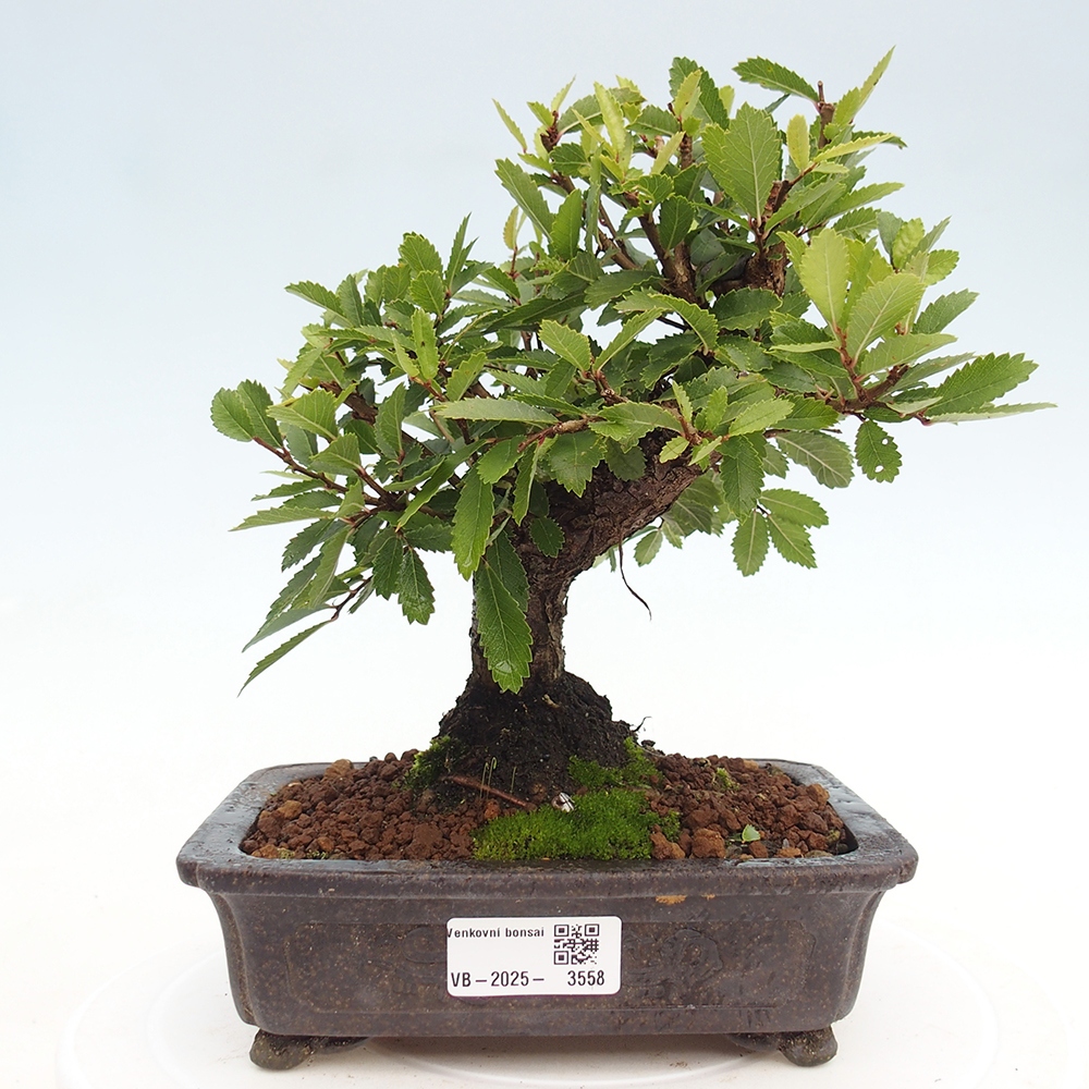 Venkovní bonsai - Zelkova - Zelkova NIRE