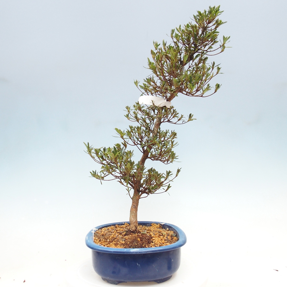 Venkovní bonsai - Japonská azalka - Azalea Hakurin