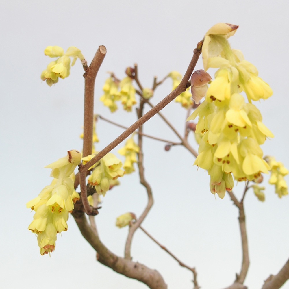 Venkovní bonsai - Lískoveček - Corylopsis Spicata