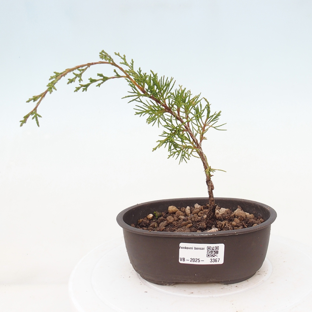 Venkovní bonsai - Juniperus chinensis Itoigawa -Jalovec čínský