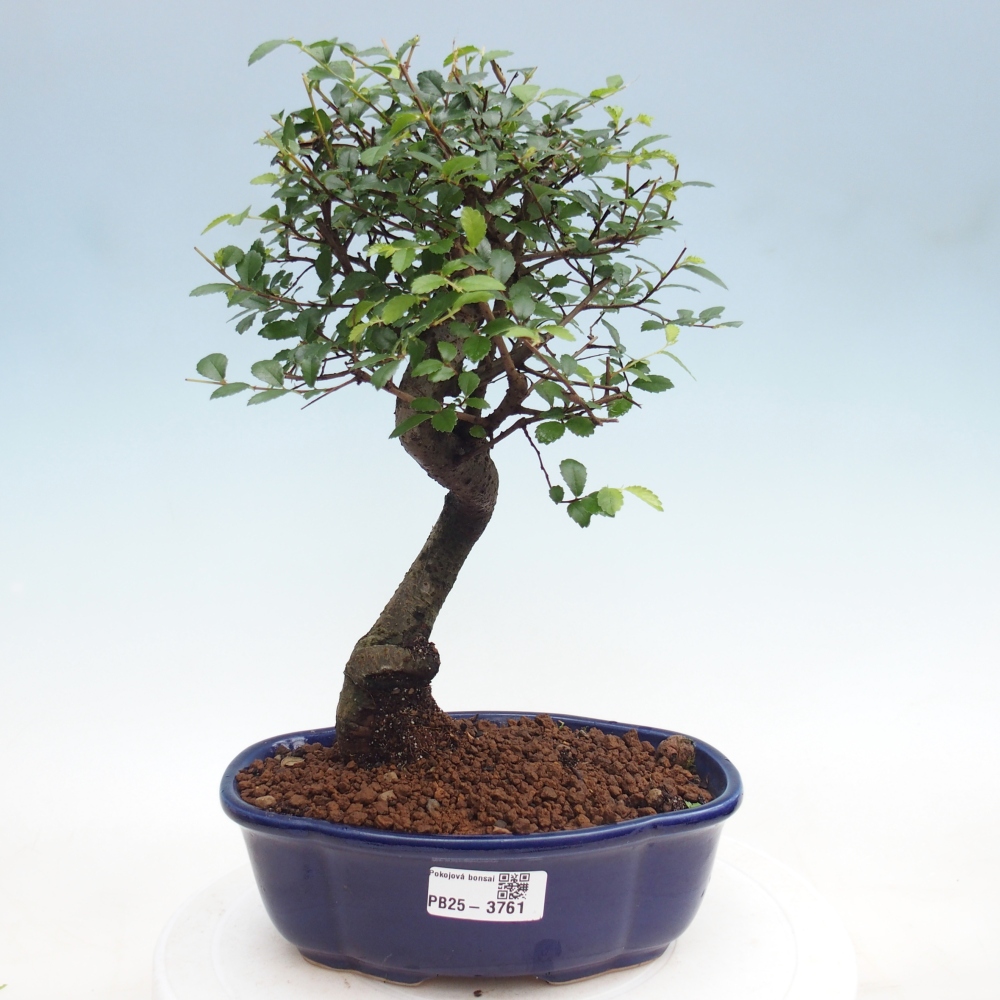 Pokojová bonsai - Ulmus parvifolia - Malolistý jilm