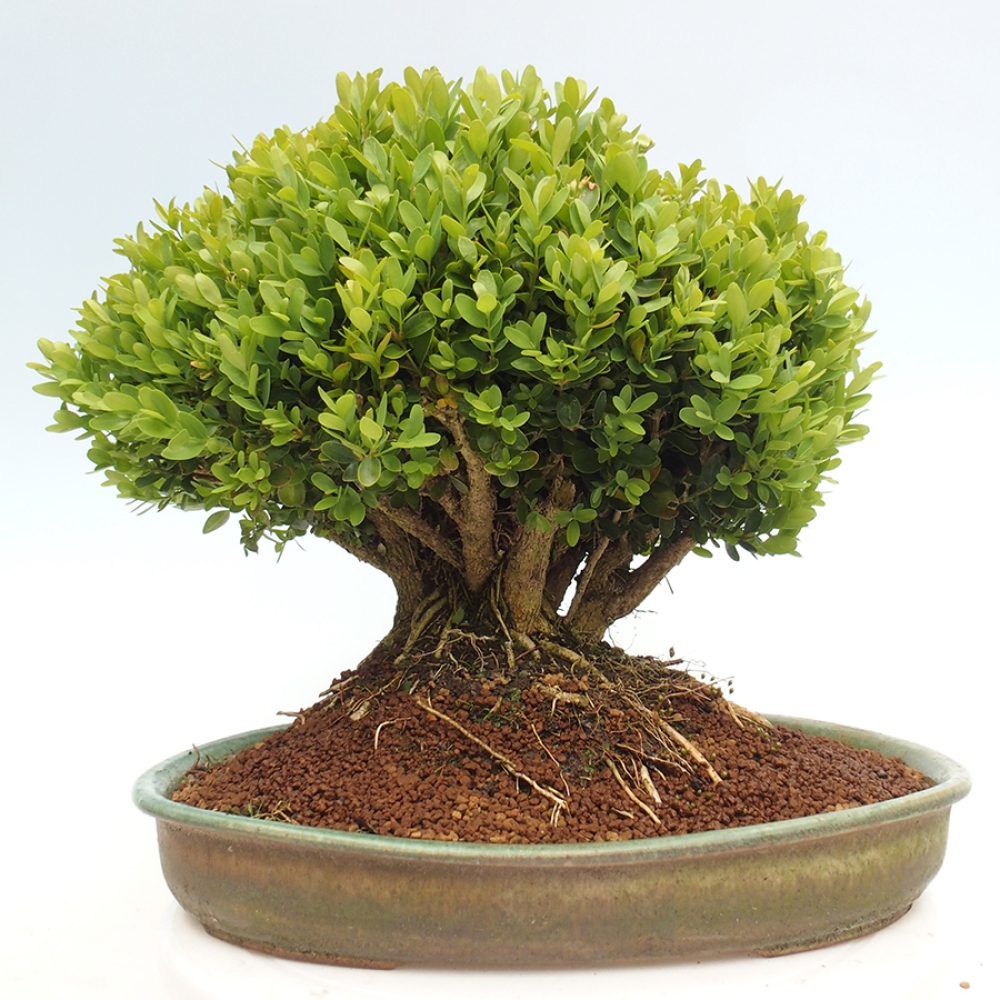 Venkovní bonsai - Buxus sempervirens - zimostráz