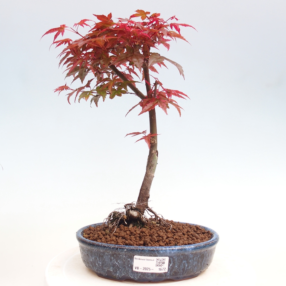 Venkovní bonsai - Javor dlanitolistý - Acer palmatum DESHOJO