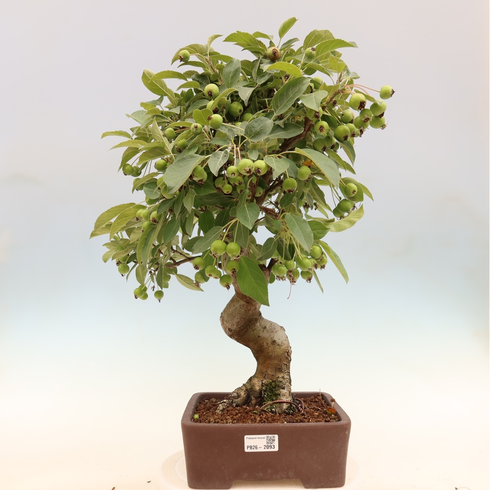 Venkovní bonsai -Malus halliana - Maloplodá jabloň