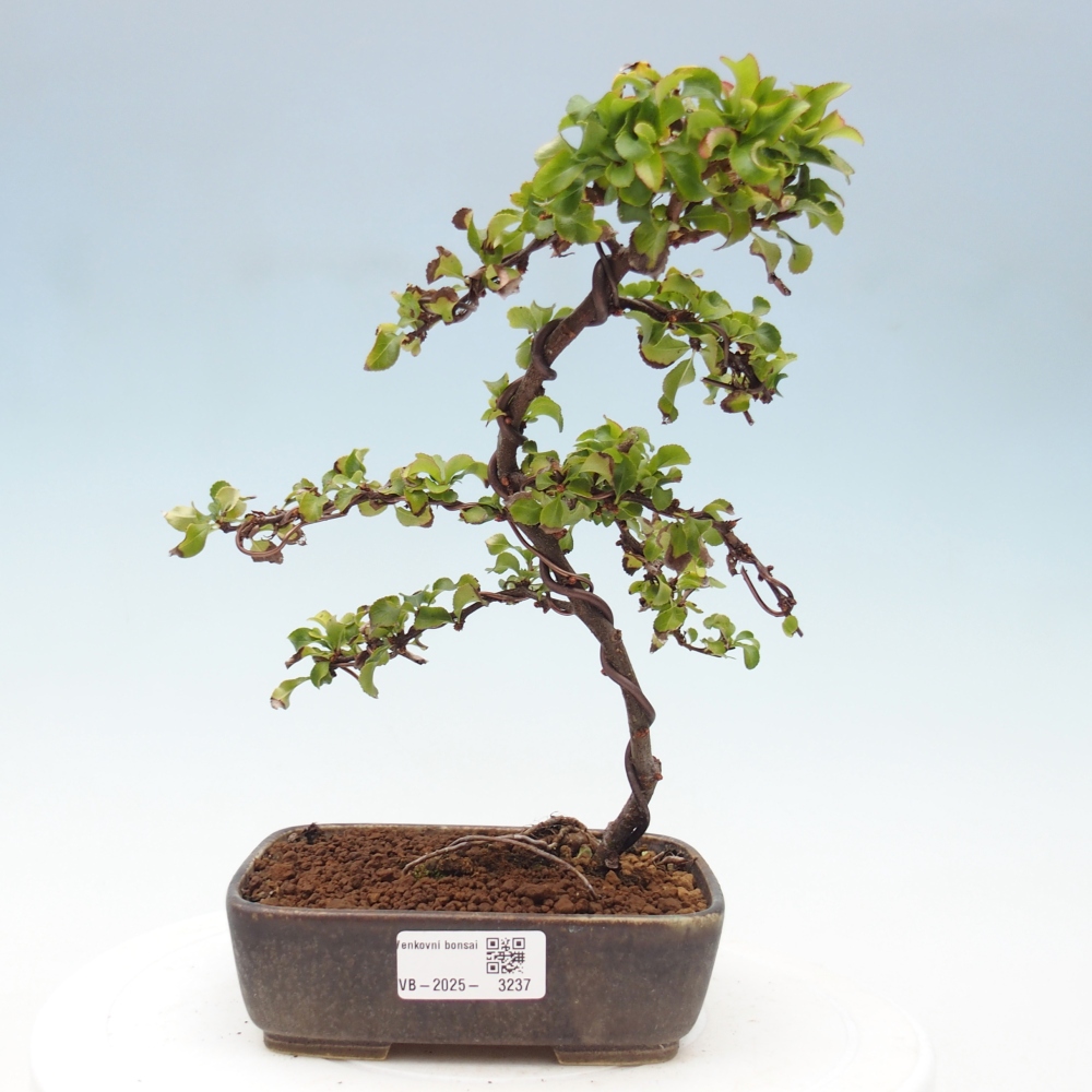 Venkovní bonsai - Chaneomeles s. Red Joy - Kdoulovec 
