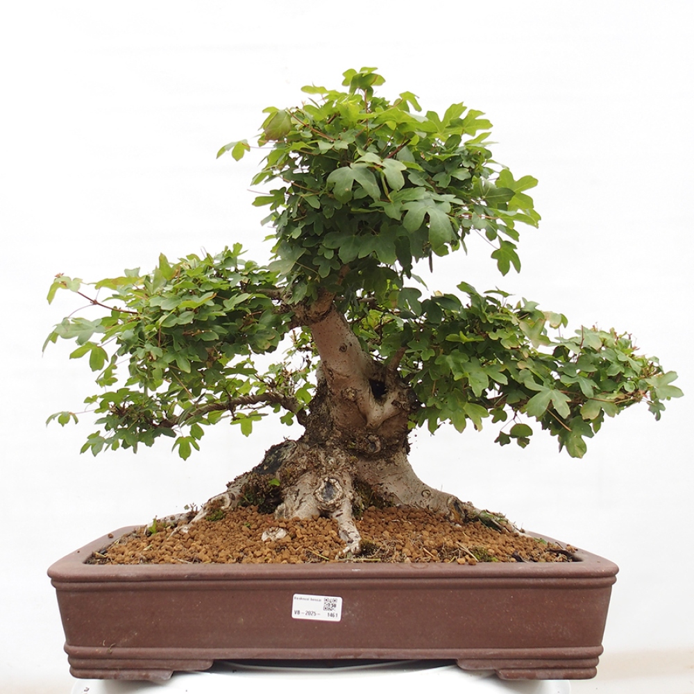 Venkovní bonsai - Javor Francouzský - Acer Nonspessulanum