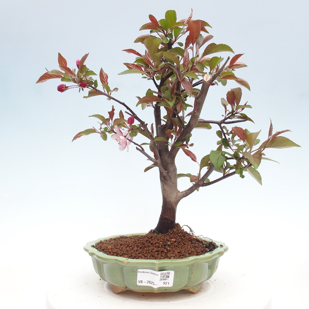 Venkovní bonsai -Malus domestica - Maloplodá jabloň červenolistá