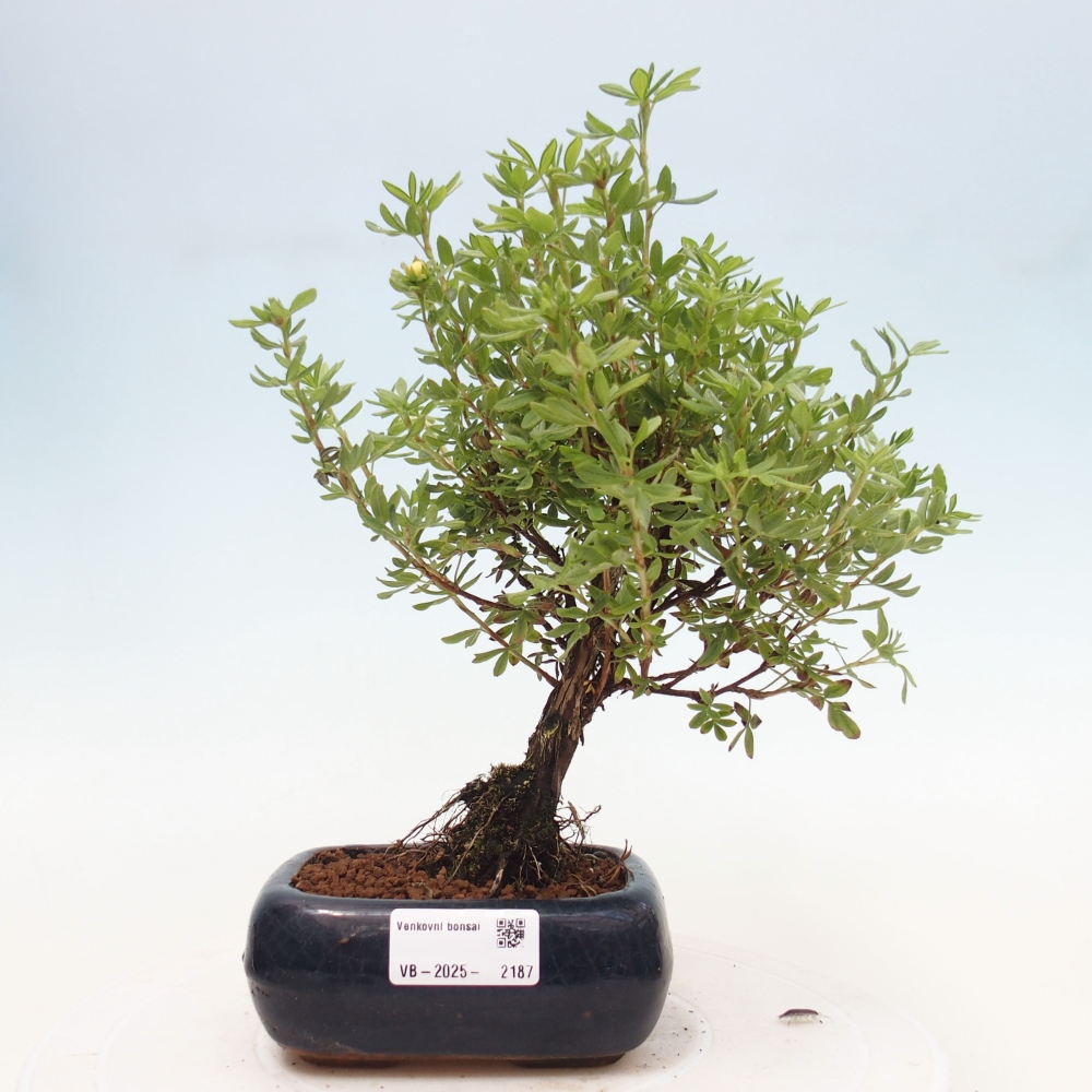 Venkovní bonsai-Mochna křovitá - potentila fruticosa yellow Bird