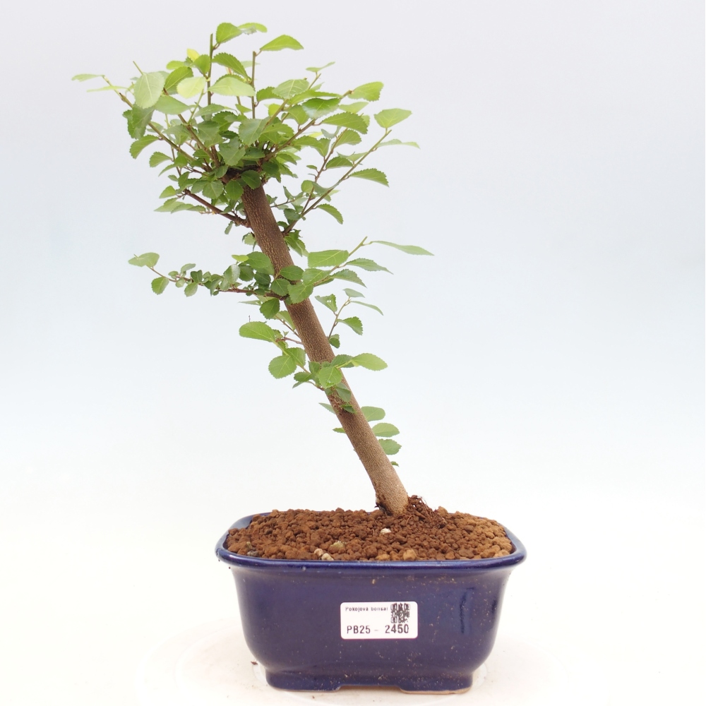 Pokojová bonsai - Grewia occidentalis - Hvězdice levandulová