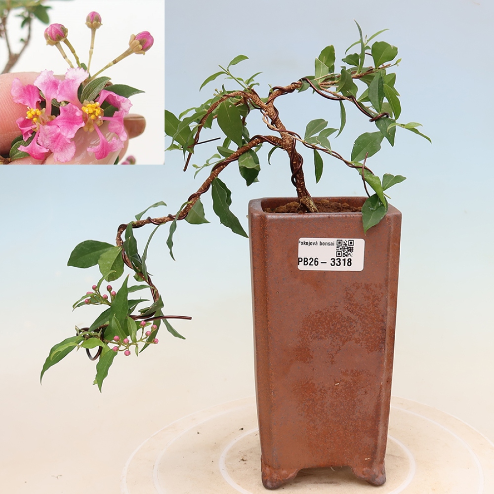 Pokojová bonsai - Malpígie barbadoská třešeň - Malpighia glabra 