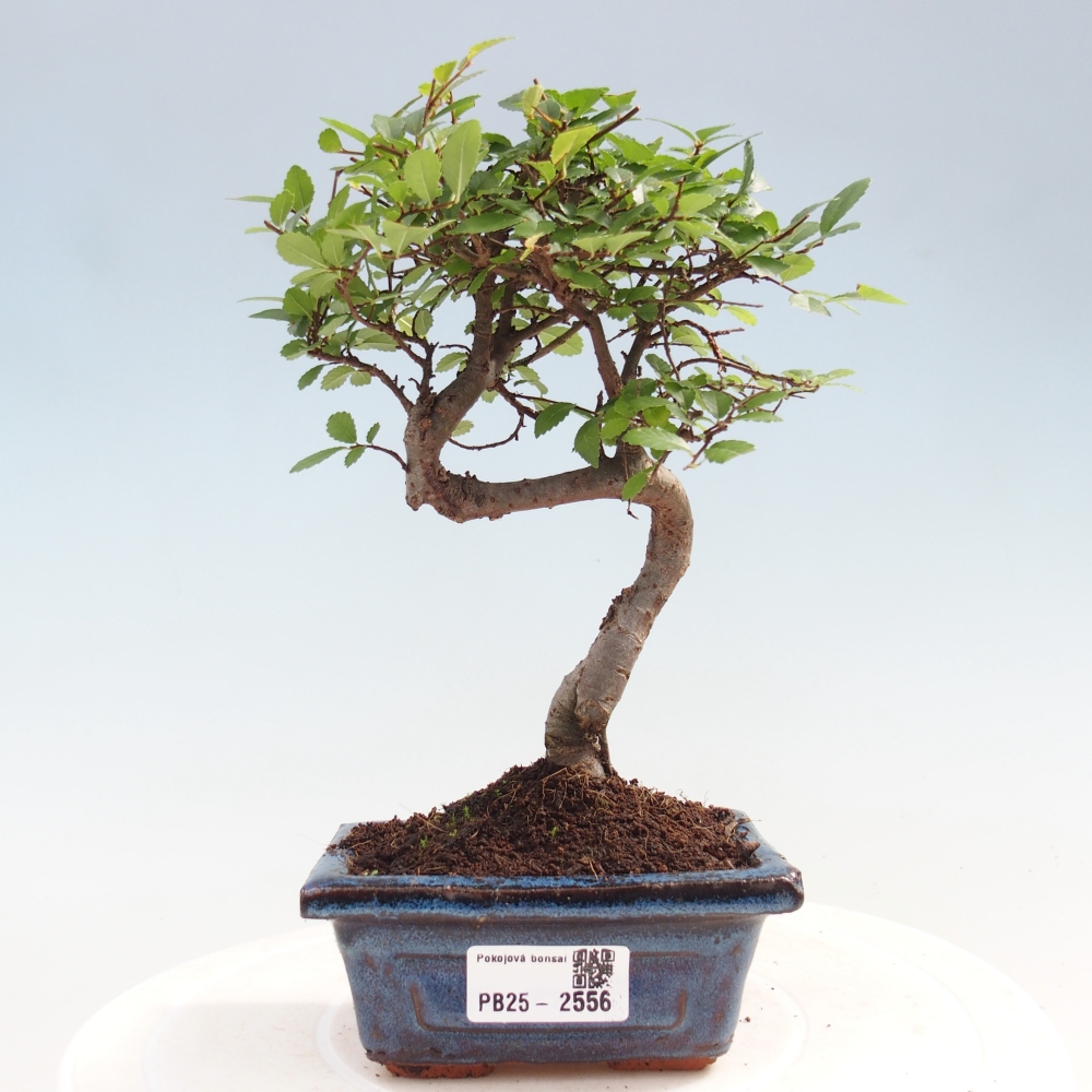 Pokojová bonsai - Ulmus parvifolia - Malolistý jilm