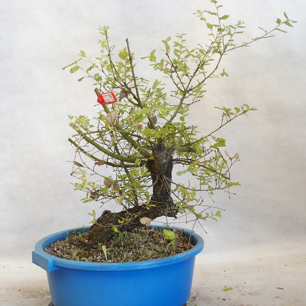 Venkovní bonsai Quercus Cerris - Dub Cer