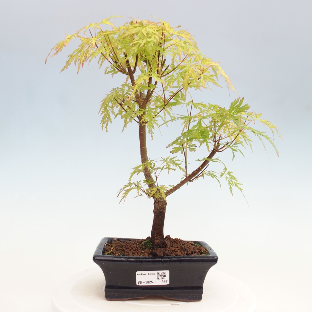 Venkovní bonsai - Acer palmatum Dissectum - Javor dlanitolistý 