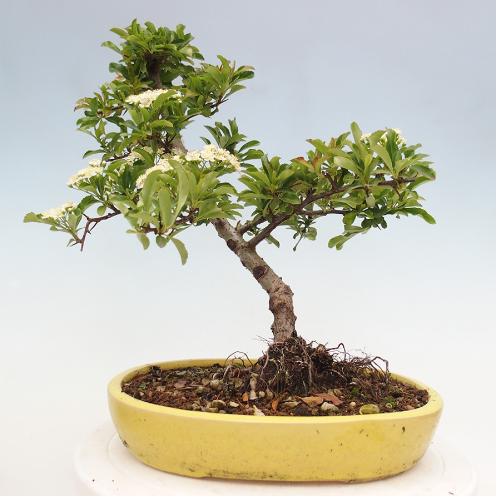 Venkovní bonsai-Pyracanta Teton -Hlohyně
