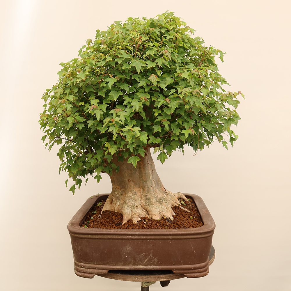 Venkovní bonsai - Javor Burgerův - Acer Burgerianum 