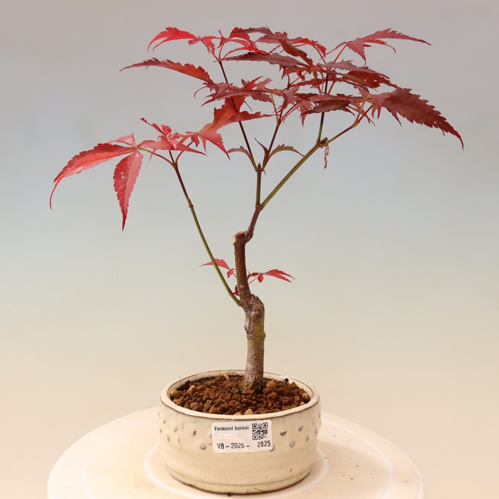 Venkovní bonsai - Acer palm. Atropurpureum-Javor dlanitolistý