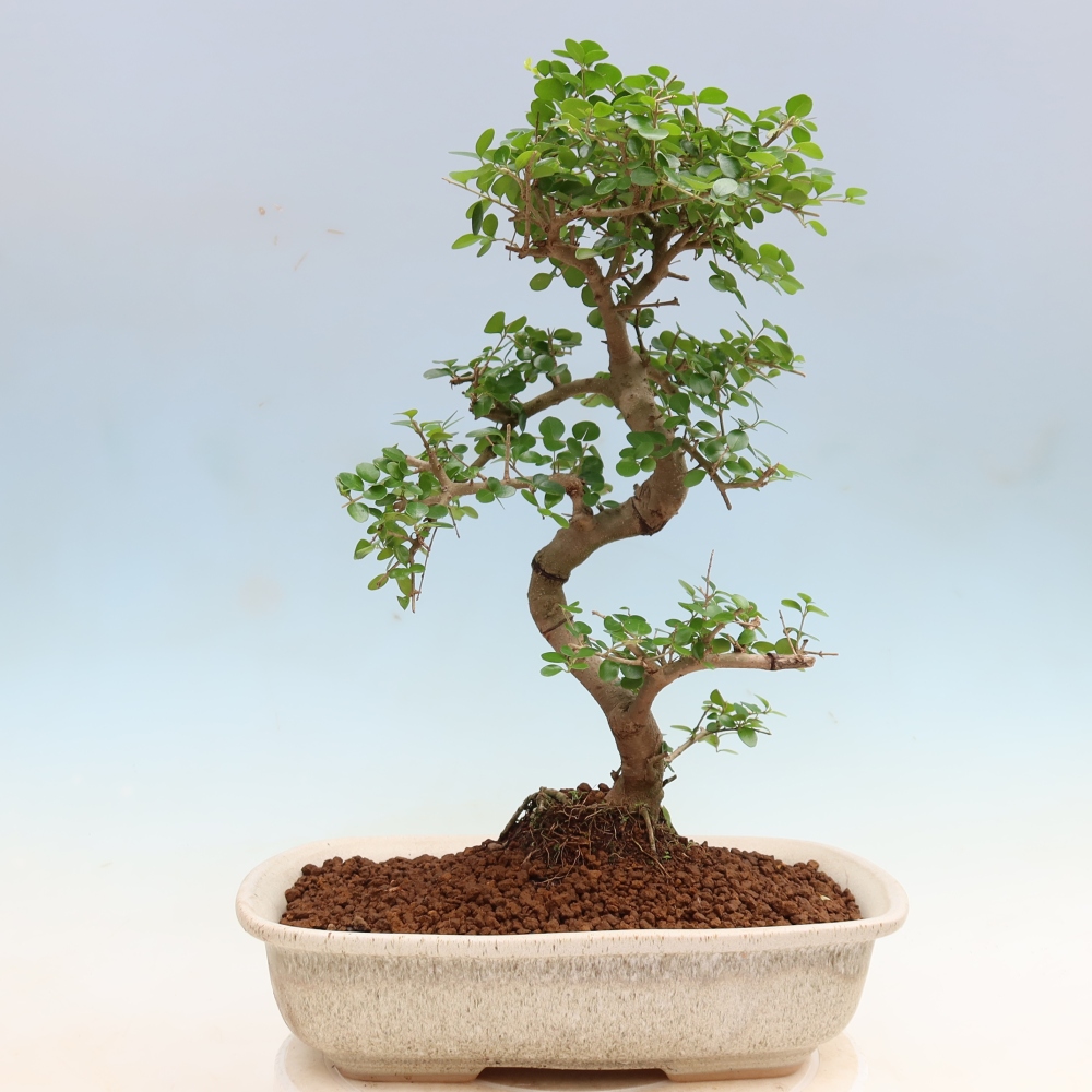 Pokojová bonsai -Ligustrum retusa - malolistý ptačí zob