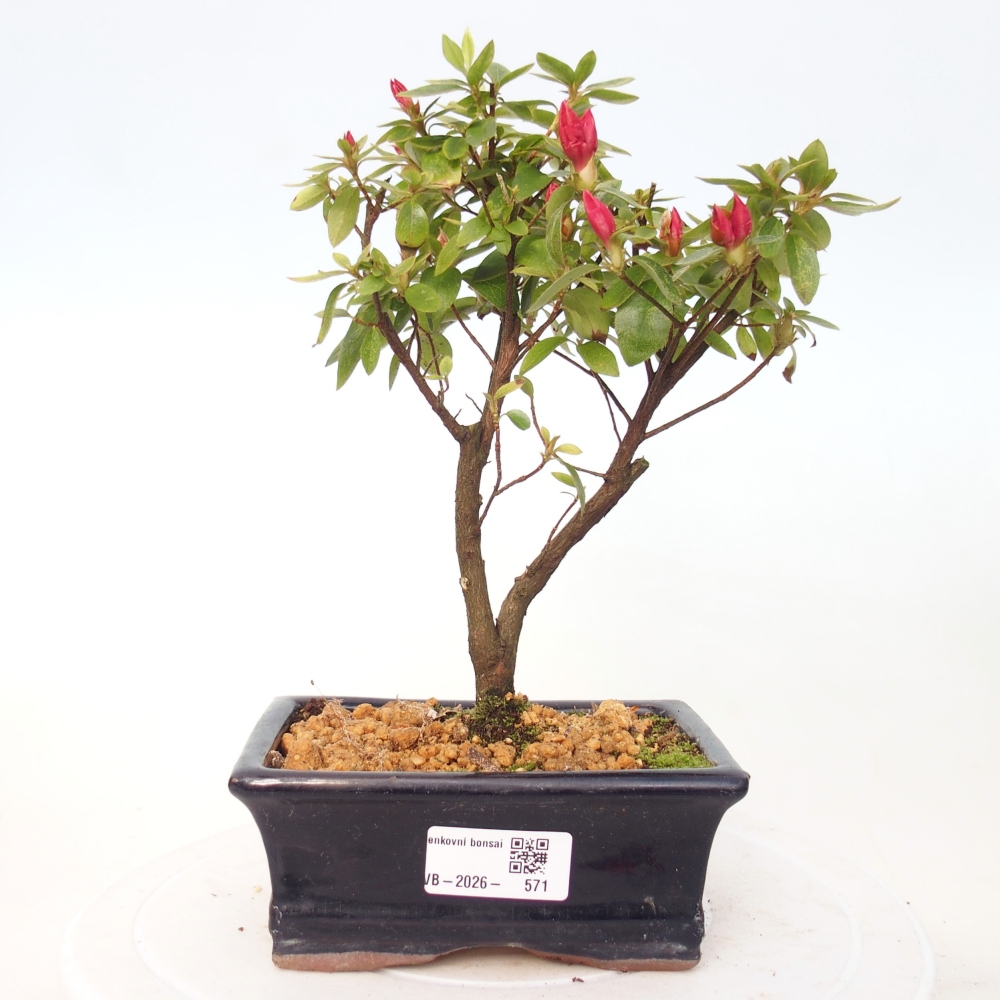 Venkovní bonsai - Japonská azalka - Azalea sp.
