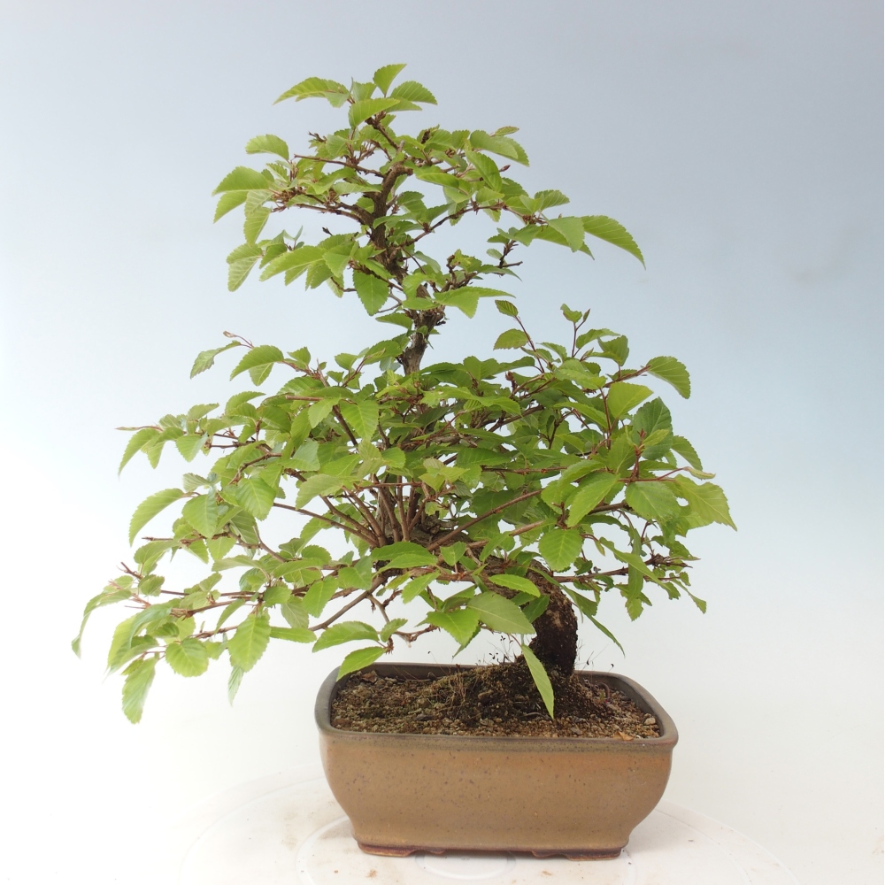 Venkovní bonsai -Carpinus CARPINOIDES - Habr korejský
