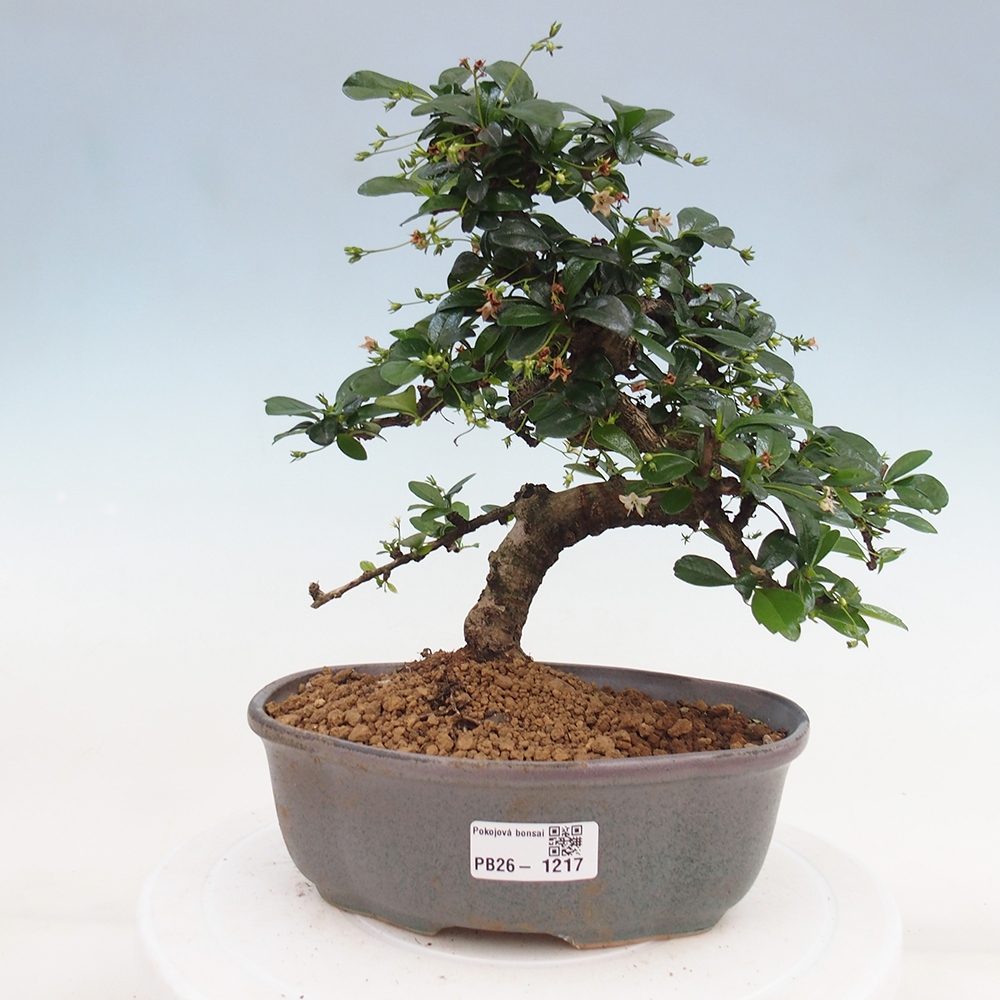 Pokojová bonsai - Carmona macrophylla - Čaj fuki