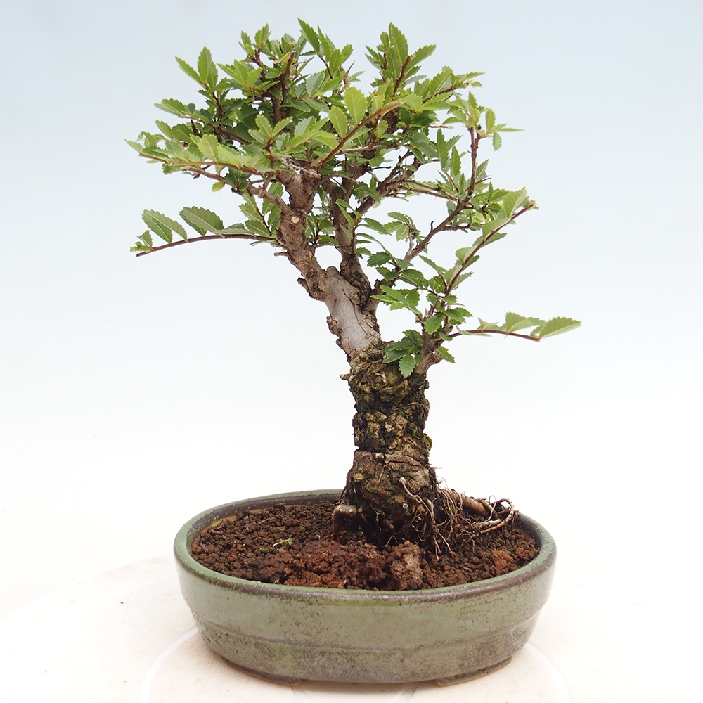 Venkovní bonsai - Zelkova - Zelkova NIRE
