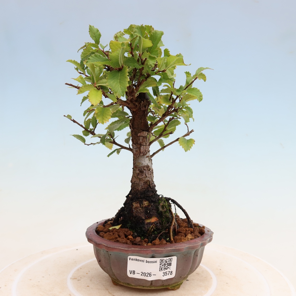 Venkovní bonsai - Zelkova - Zelkova NIRE