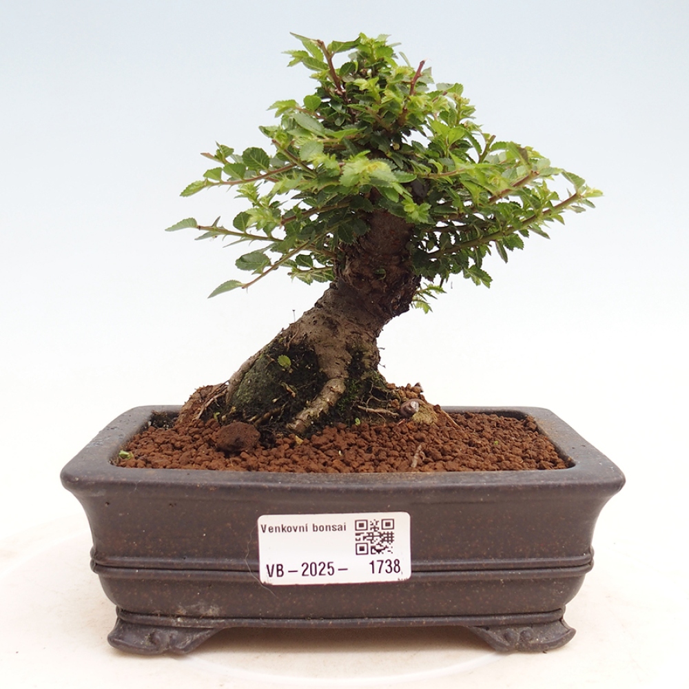 Venkovní bonsai - Ulmus parvifolia Hokkaido - jilm Činski