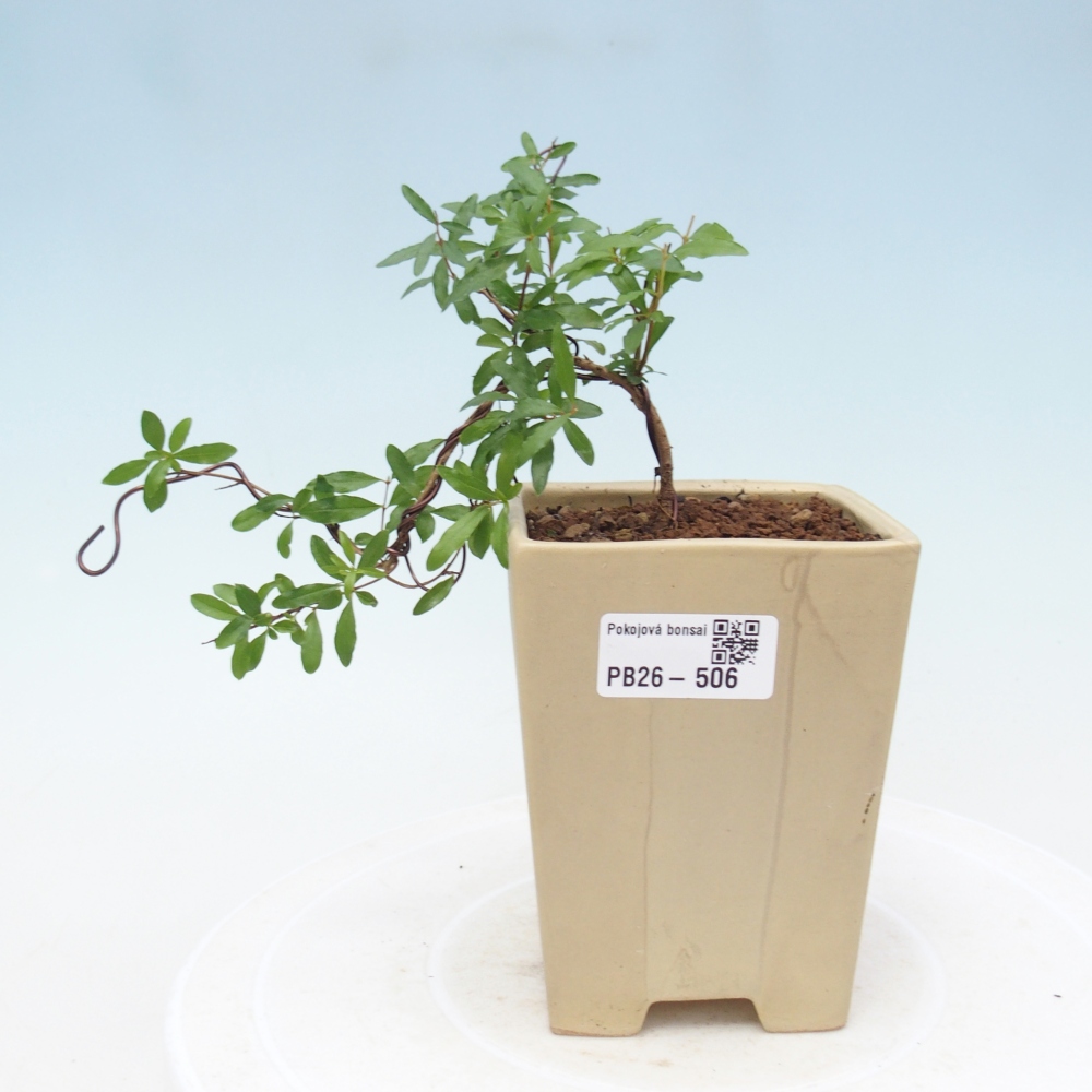 Pokojová bonsai-PUNICA granatum nana-Granátové jablko