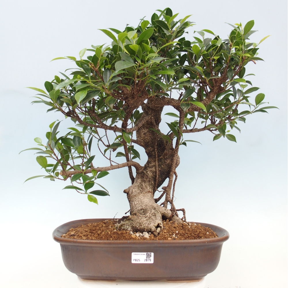 Pokojová bonsai - Ficus kimmen -  malolistý fíkus - POUZE OSOBNÍ ODBĚR nebo paletová přeprava