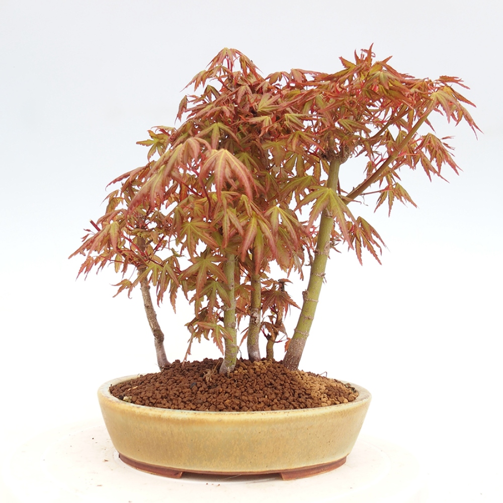 Venkovní bonsai - Acer palmatum  - Javor dlanitolistý